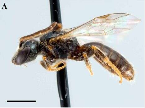 Lasioglossum asteris (Mitchell 1960) resmi