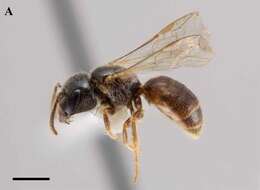 Image of Lasioglossum asteris (Mitchell 1960)