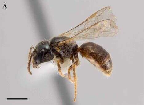 Plancia ëd Lasioglossum asteris (Mitchell 1960)