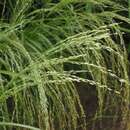 Image of teff