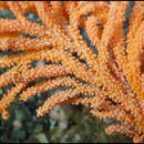 Image of mignonette red tree coral