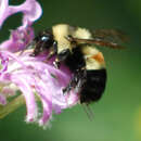 Imagem de Bombus affinis Cresson 1864