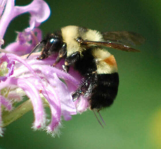 Image of Bumble Bees