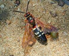 Imagem de Sphecius Dahlbom 1843