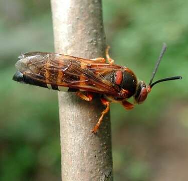 Image of Cicada Killers