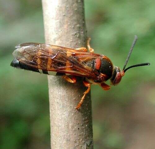 Imagem de Sphecius Dahlbom 1843