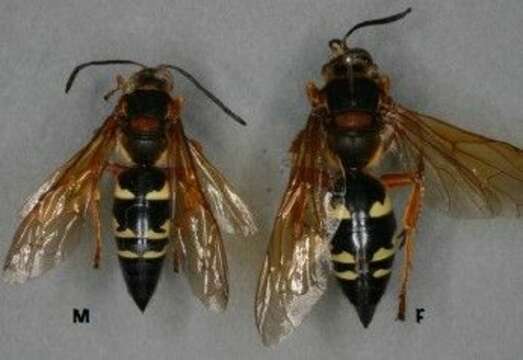 Image of Cicada Killers