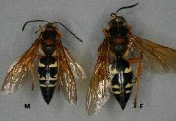 Plancia ëd Sphecius Dahlbom 1843