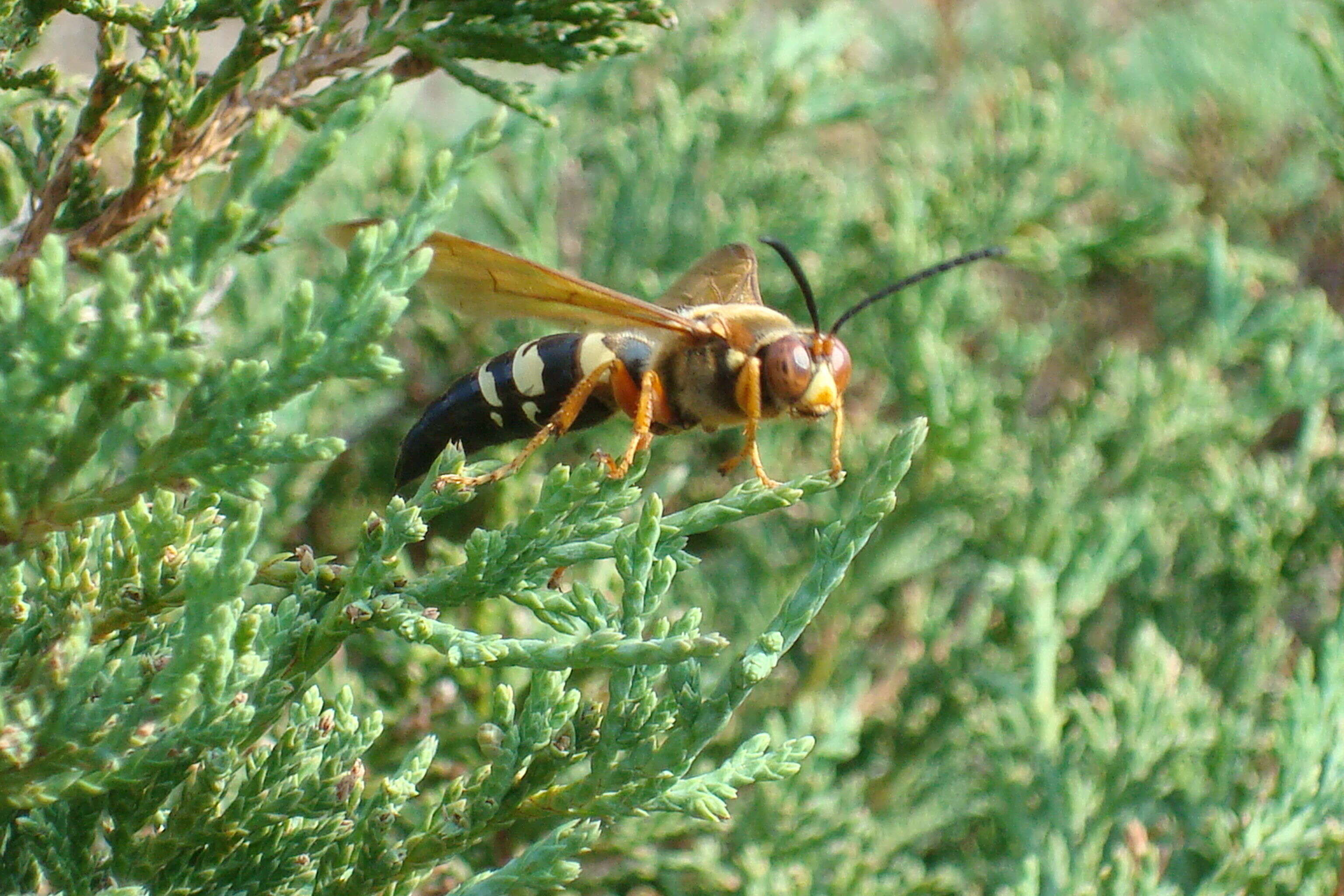 Plancia ëd Sphecius Dahlbom 1843