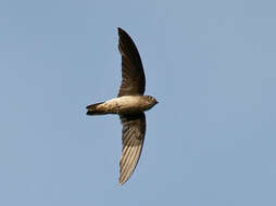 Image of swifts
