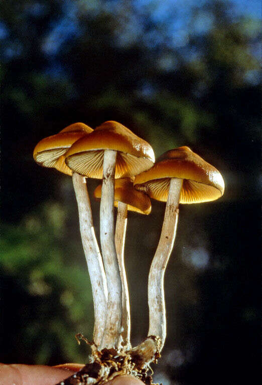 Image of Psilocybe