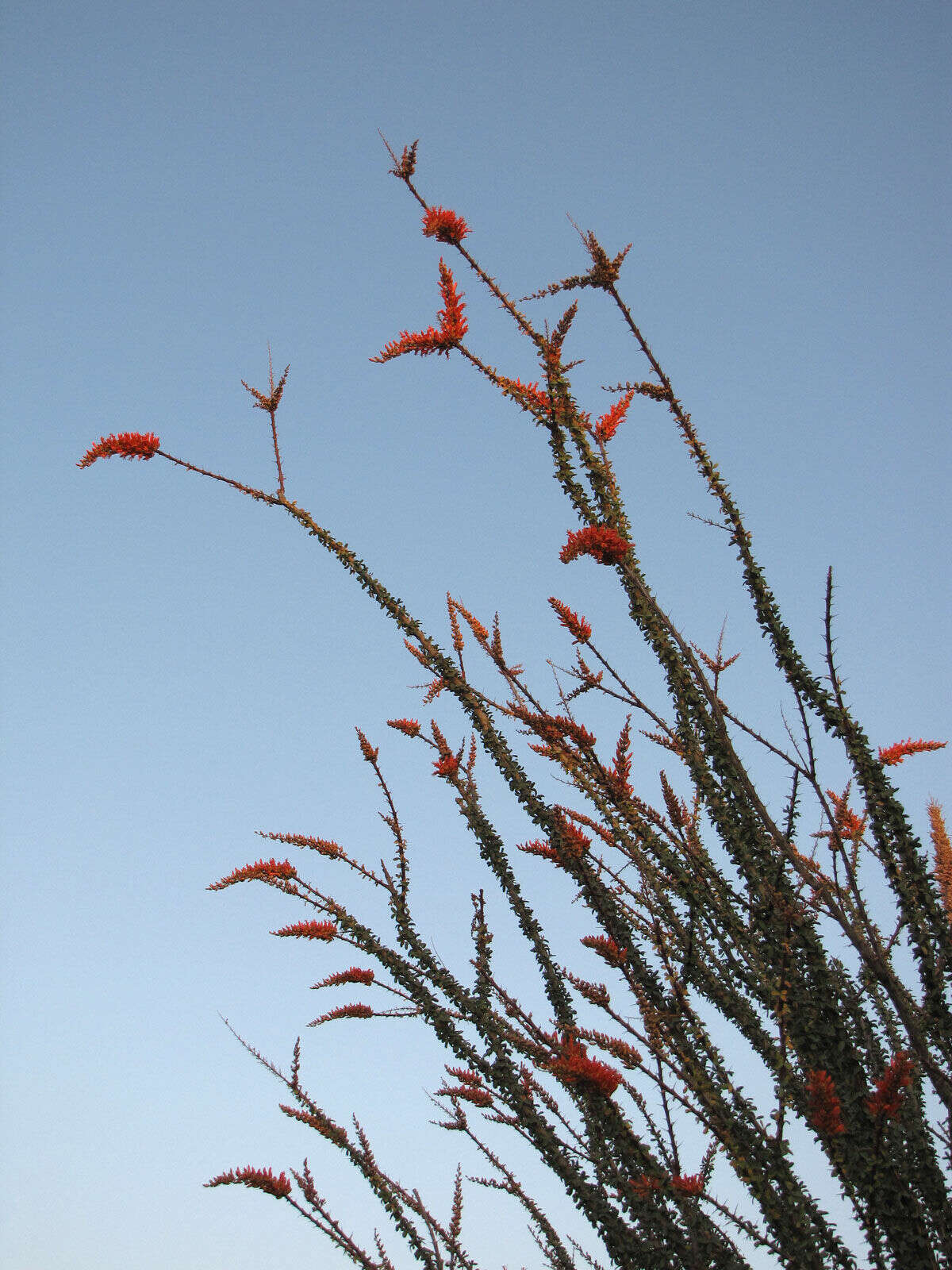 Image of ocotillo