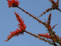 Image of ocotillo