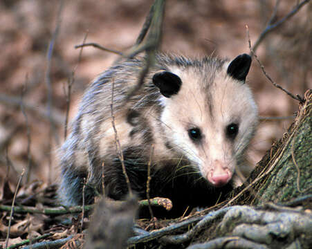 Image of Virginia Opossum