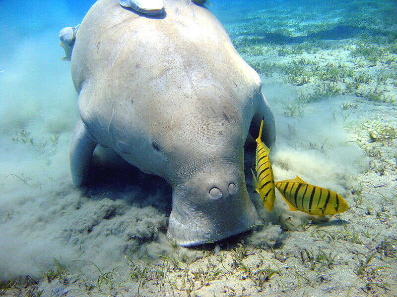 Image of dugong