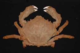 Image of sponge crabs