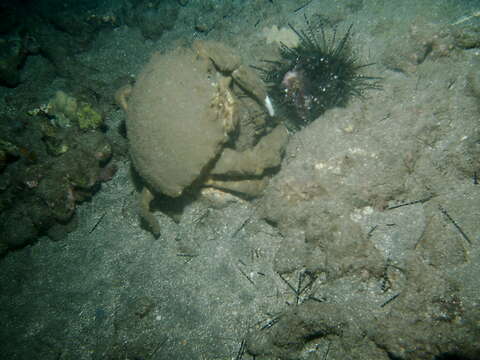 Image of sponge crabs