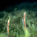 Image of Brown Garden Eel
