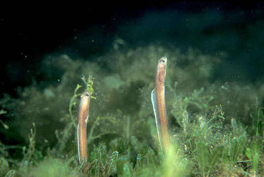 Image of garden eel