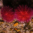 Image of purple sea urchin