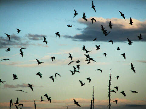 Image of Tadarine Free-tailed Bats