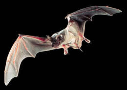 Image of Tadarine Free-tailed Bats