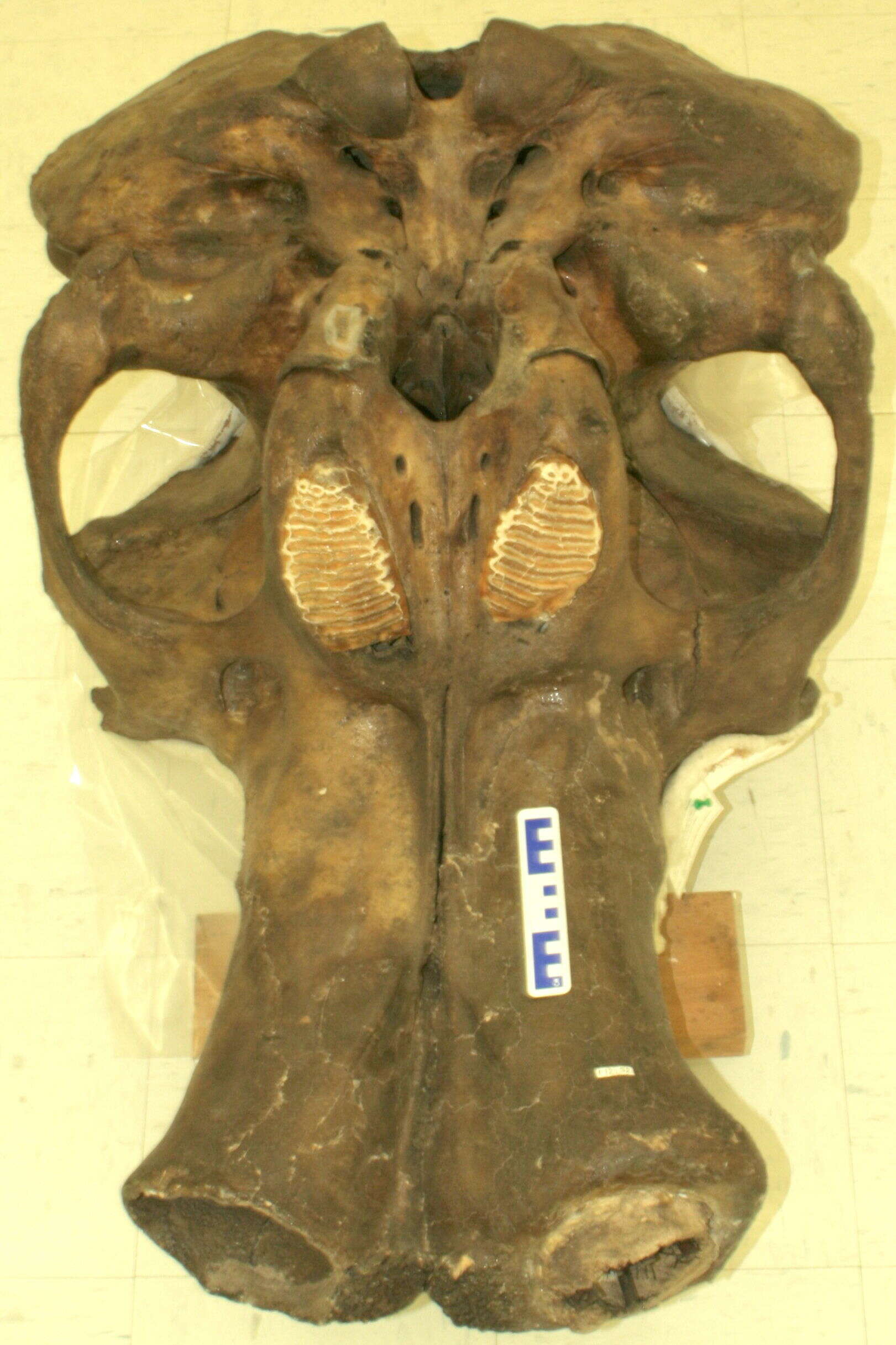Image of <i>Mammuthus primigenius</i>