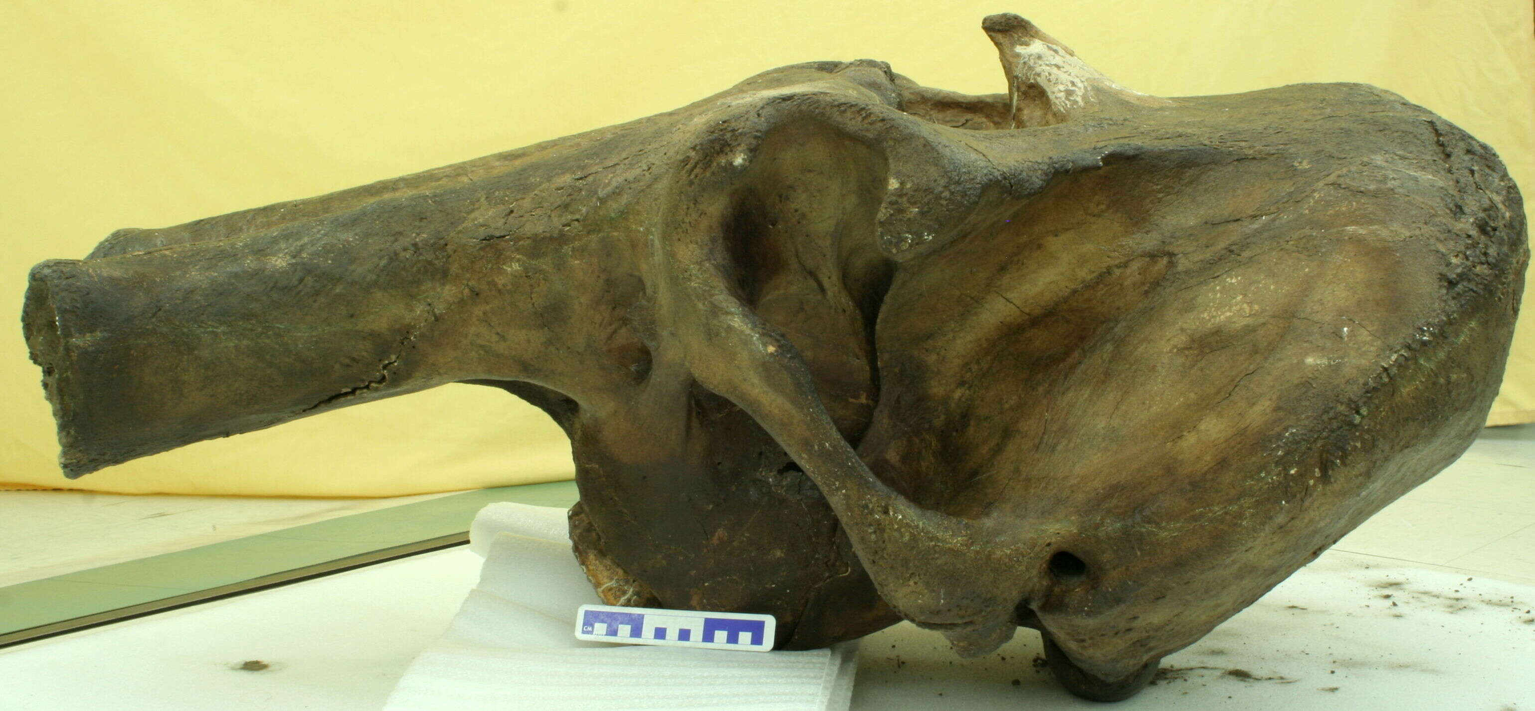 Image of <i>Mammuthus primigenius</i>