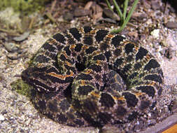 Image of Pygmy Rattlesnake