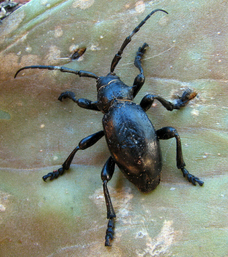 Image of Cactus Longhorned Beetles