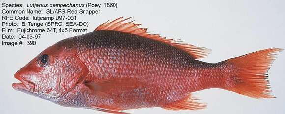 Image of Bream