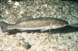 Image of Sea trouts