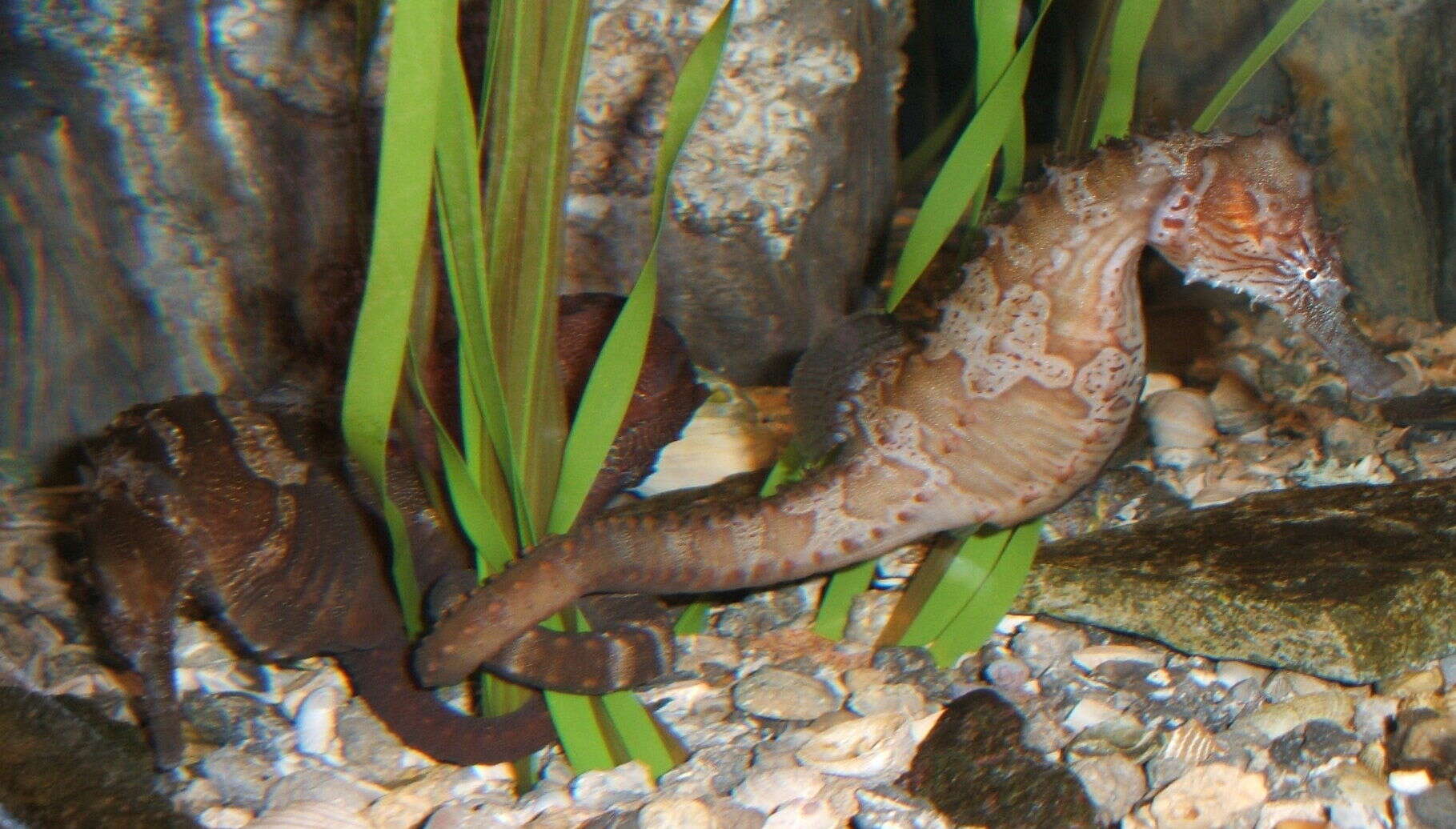 Image of Seahorses and pipefishes