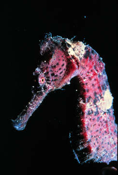 Image of seahorses