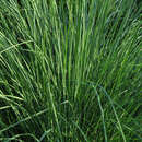 Imagem de Muhlenbergia lindheimeri Hitchc.