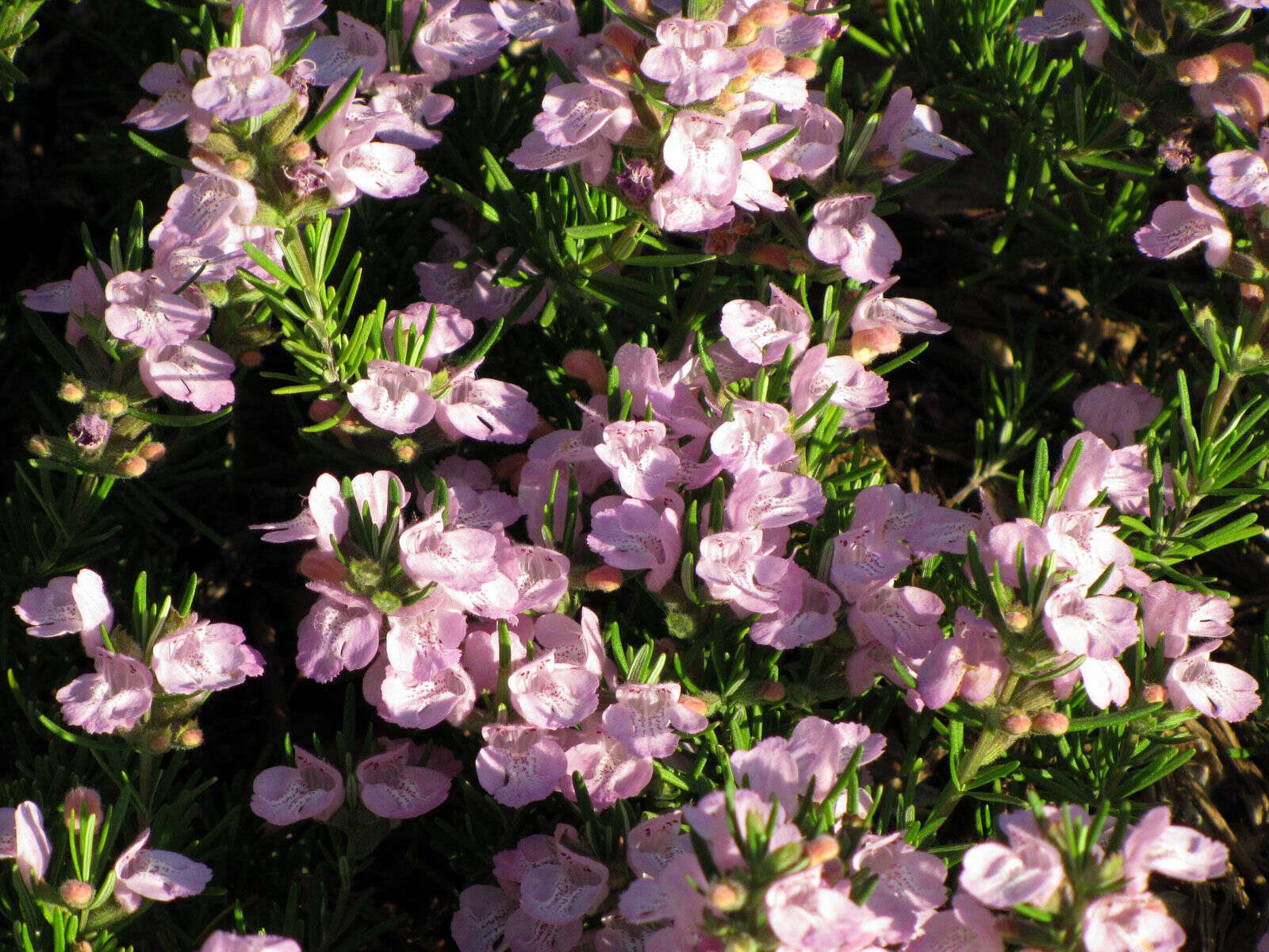 Image of false rosemary