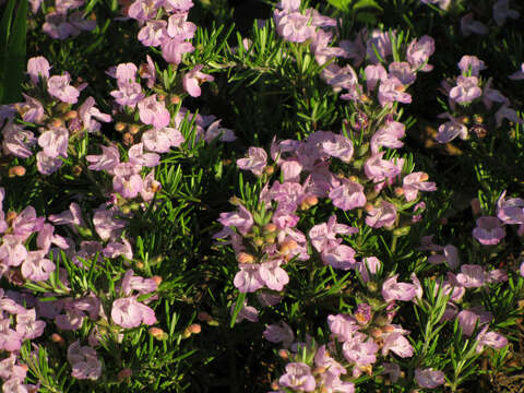 Image of false rosemary