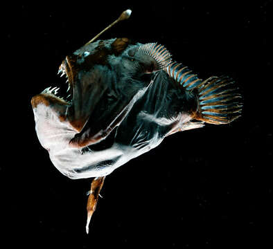 Image of Melanocetus