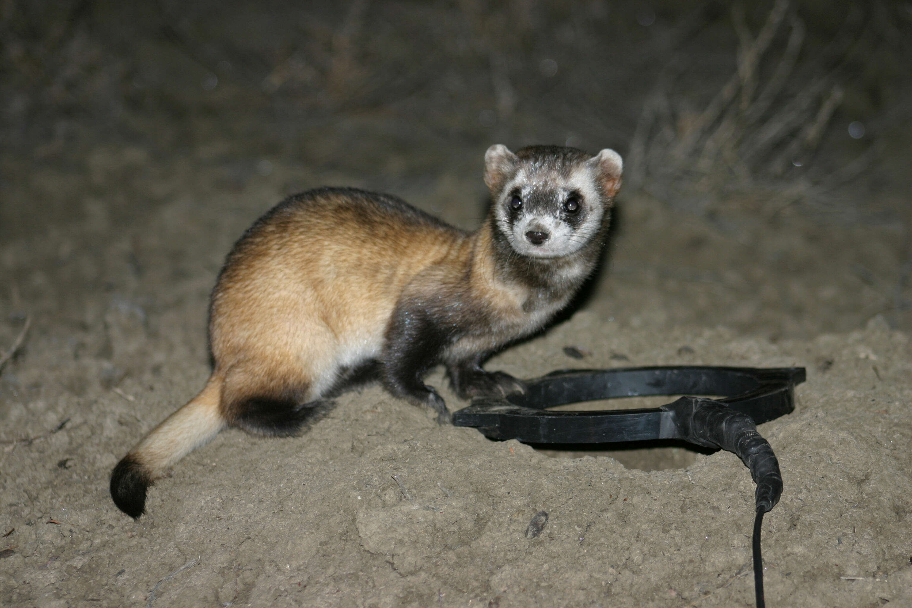 Image of weasels