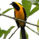 صورة Icterus chrysater (Lesson & R 1844)