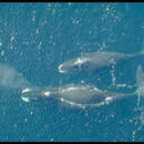 Image de Baleine de Grande Baie