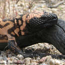 Image of Gila Monster