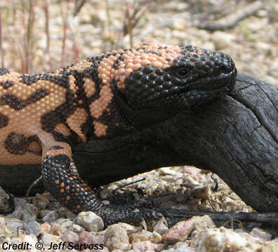 Image of Heloderma Wiegmann 1829