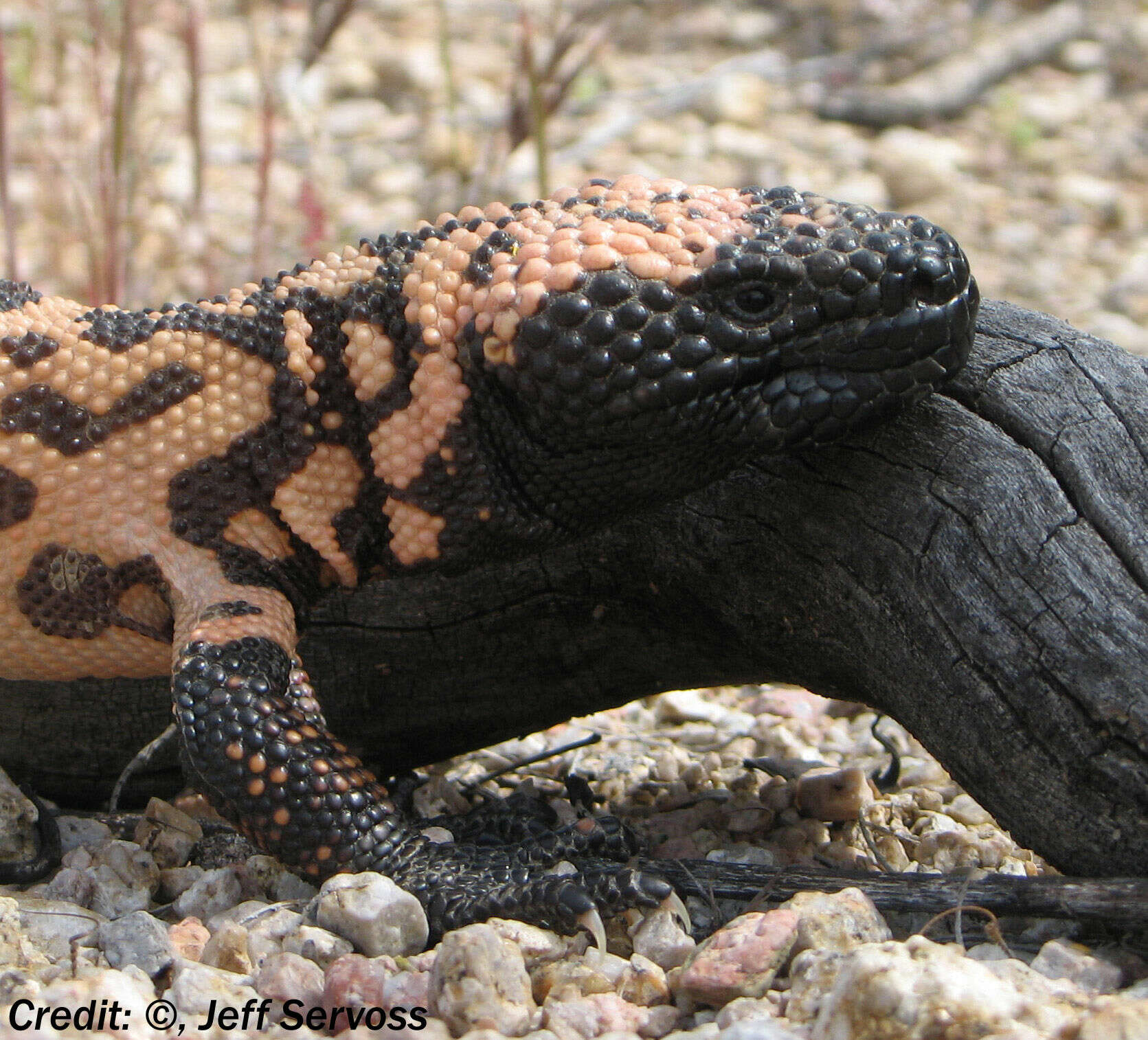 Helodermatidae resmi