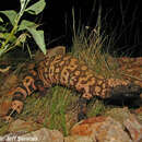 Image of Reticulated gila monster