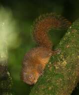Image of Central American montane squirrel
