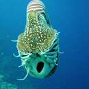 Image of Palau nautilus