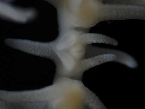 Image of black corals