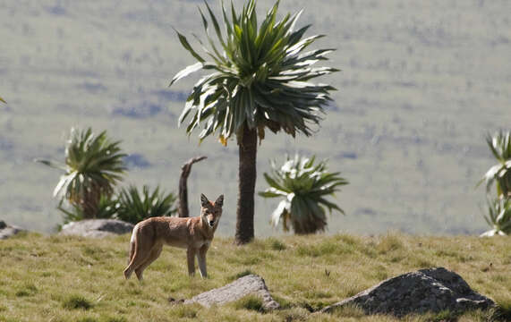 Image of coyote