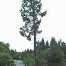 Image of Coffin Tree